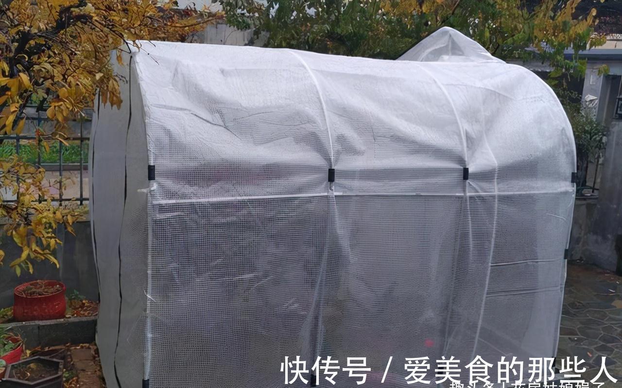 天气越来越冷,很多花“熬不过冬”学会这些好方法,花卉安全越冬