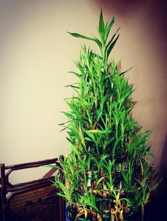竹子|3种竹子都是富贵竹,名字不同,寓意也不一样,别养错