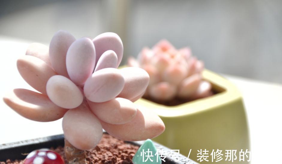 多肉植物里的“仙女”桃蛋,居家盆栽,该注意什么地方?
