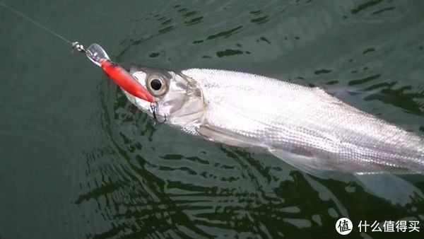 钓位|初夏野钓翘嘴鱼,这3个技巧值得遵循,把握好了让你渔获满满