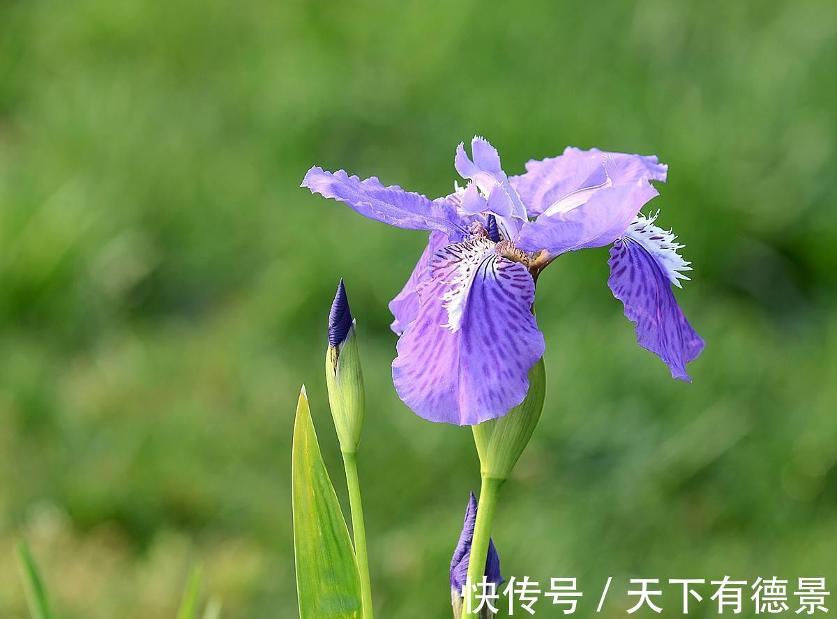 香气扑鼻|养花试试这几款,摆放在家里,有静心安神,净化空气的功效