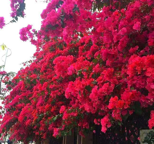 想让三角梅疯狂的开花，要切记一点，不然施肥、控水也不行