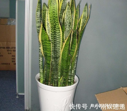 盆栽虎皮兰的3大忌你知道吗稍不注意就会“烂根”生长缓慢