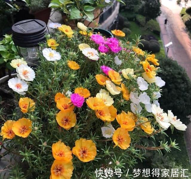 养花|三种夏日花,扦插正当时,喜欢的建议尽快繁殖“小苗”