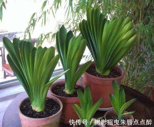 春天养君子兰，“多晒”好，还是少晒好别弄错，否则又为开花愁