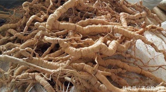 植物|农村山上的这种植物, 外形像人参, 药理作用强,可以强身健体