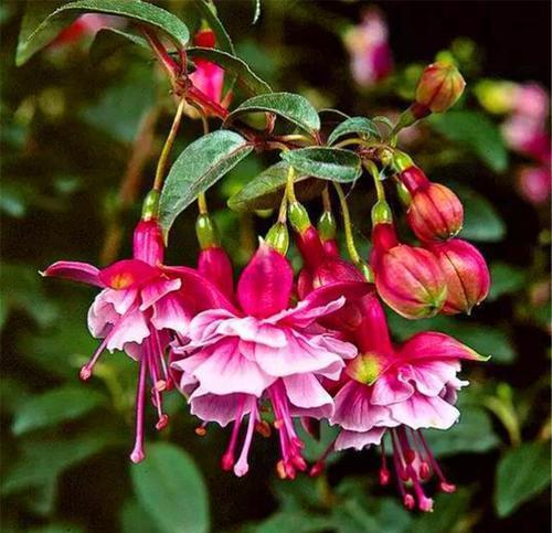 百合花|家里养这4种花,5月赶紧剪一剪,剪完了难度夏,来年没花赏