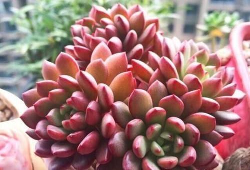 多肉红宝石徒长怎么办？