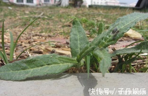农村|农村的这个“酸不溜”野菜，想想都要流酸水，再酸，春季也要吃