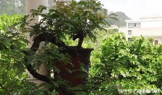 柠檬树|家庭养花不如种树,盆栽柠檬、清香木、九里香,屋里四季飘香