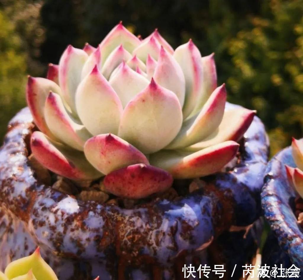 寒潮过后，多肉美出天际，颜色鲜艳明亮，真馋人！