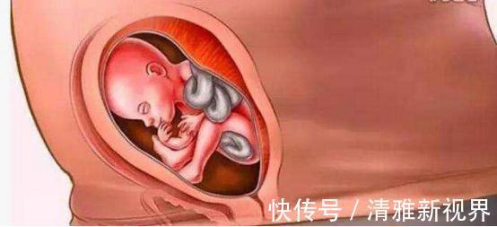 发育|宝宝是怎么被慢慢孕育出来的,十张过程图,一切来之不易