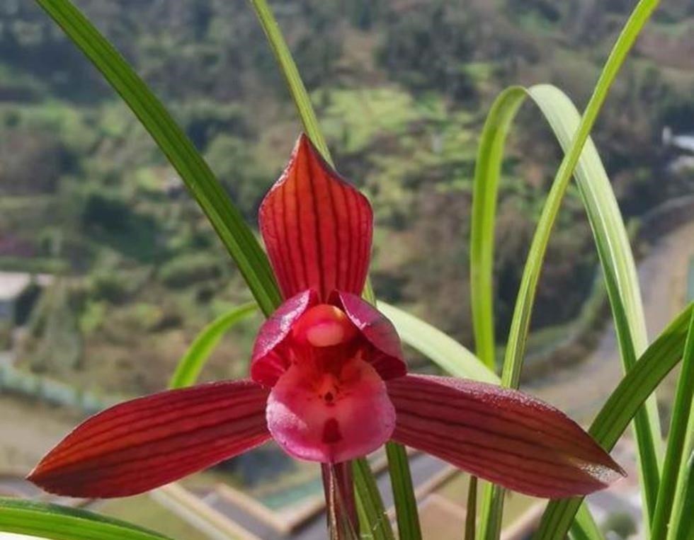 它是兰花界无法超越的经典，红杆红花，兰香浓郁，新手也能养好