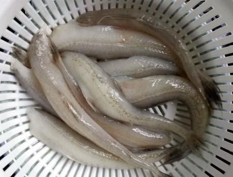 龙头鱼|立秋前后,此鱼正值上市,遇到我从不手软,健脾益气营养高还味美