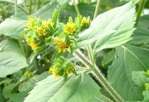 农村长|农村长的“粘糊菜”,专治风湿关节炎,多数人都不了解