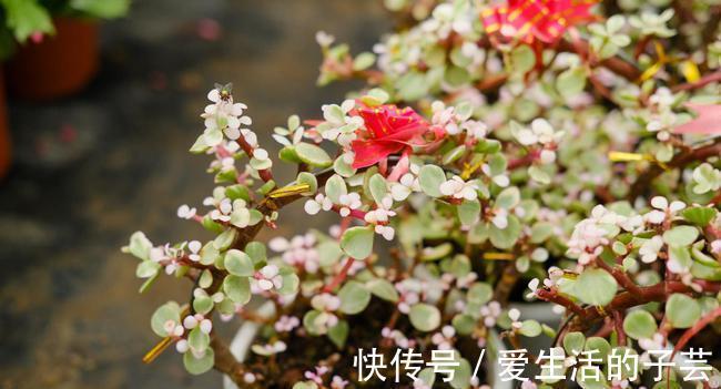 养花|养多肉雅乐之舞,做好5要点、注意3事项,叶片嘭嘭肥起来,美极了