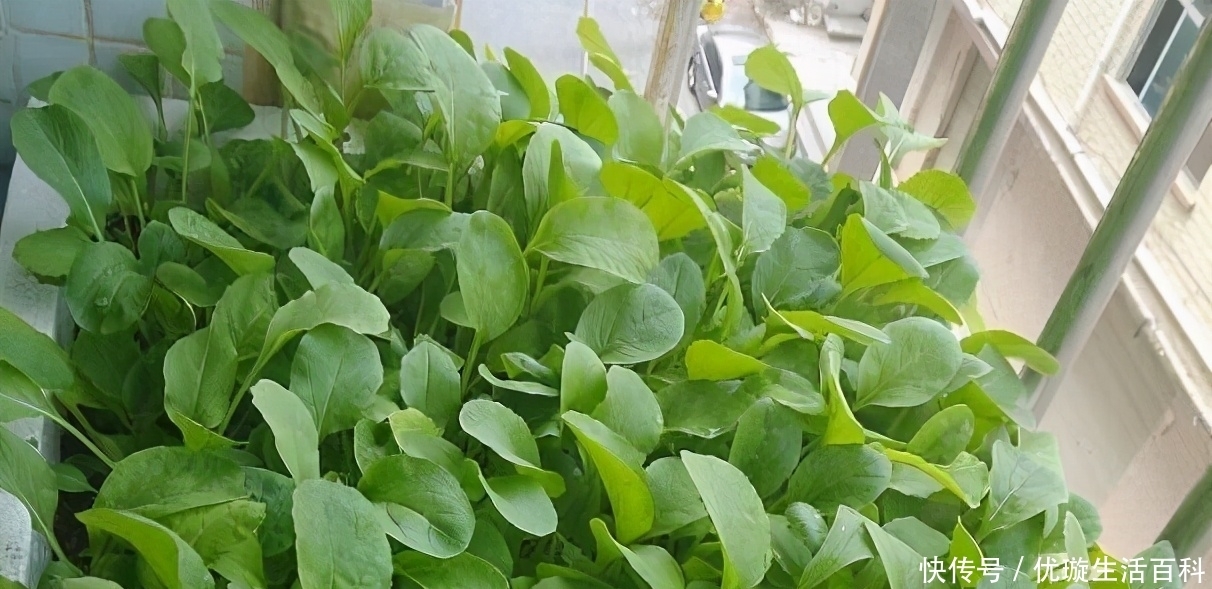 泡沫箱|冬天就是火锅季,这时候涮点自己种的新鲜菜,心里倍儿爽