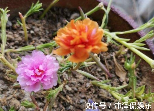 植物|封闭阳台养花,选对植物很关键,选错了养一盆死一盆!