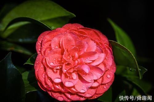 盆栽花草中的6个“醋罐子”,多浇酸水,叶子才能绿得冒油!