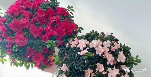 米醋|老花农都用醋养花,养一个旺一个,这些好处,你可能还不知道吧!