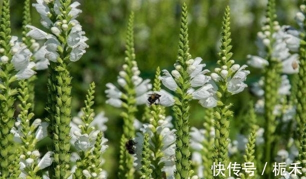 良缘|往后1天，喜鹊绕枝，良缘放送，雨过天晴，旧梦重圆，缔结良缘