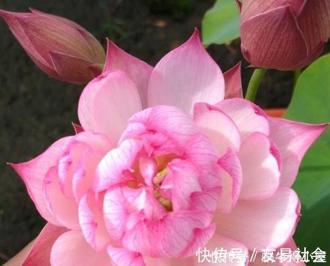 此花超漂亮,沾土就活,开花又大又艳,家里养1盆,满屋飘香