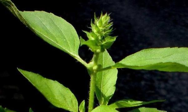 餐桌|农地里一种野菜，养心平肝降三高，被称为餐桌上的“胰岛素”