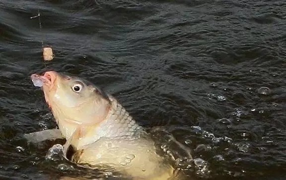 不是跟你吹，按照这些方法钓鲤鱼，竿竿都上鱼，老钓手都得输给你