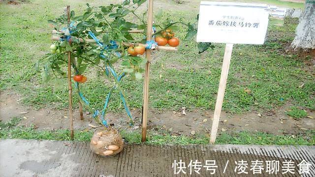 土豆|土豆嫁接西红柿，花盆长满土豆，枝上挂满西红柿，换着吃，特新鲜