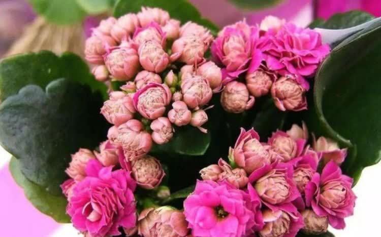 聪明人都养5种花,迷人的花朵,开满整个花盆,快养起来吧!