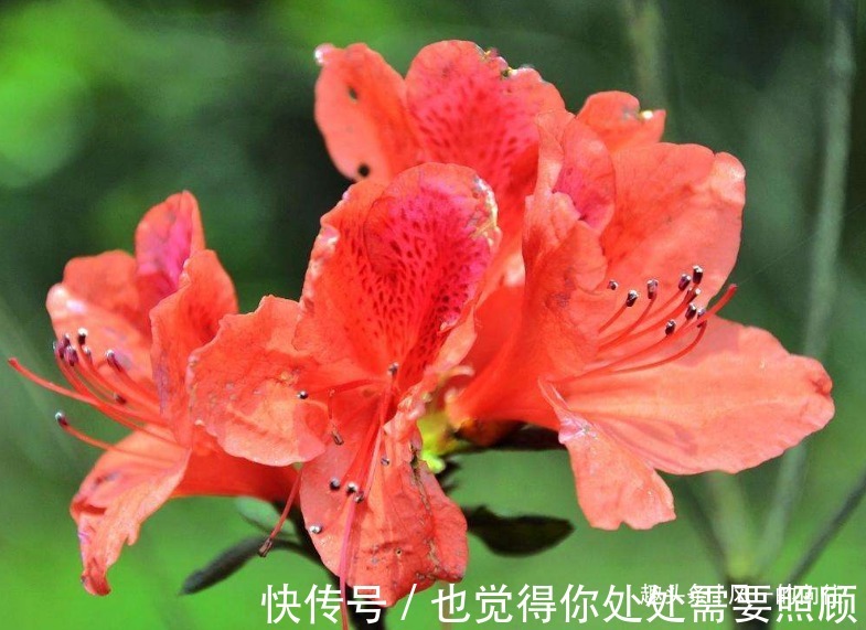 此花花繁色艳，盛开时宛如山林染涂了胭脂，被誉为“花中西施”