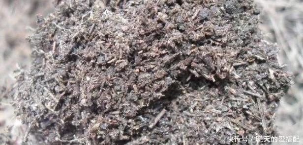 格外|自己动手制作腐叶土、松针土养花,一点不难,还格外省钱好用