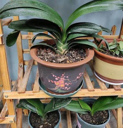 有光泽|秋天,这3种花一定要勤施肥,叶片更多更厚实,好看又有光泽