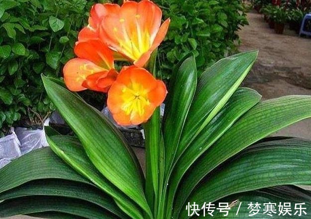 “翩翩”君子兰总是烂根土壤里撒点“它”,肉根白胖不腐烂