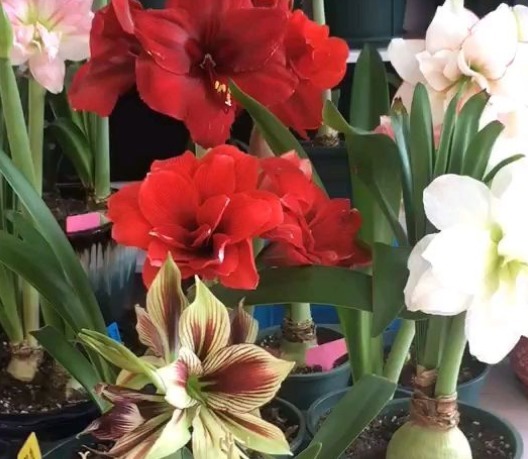 朱顶红|朱顶红开完花不能剪,施点肥水,一年爆出好多球!