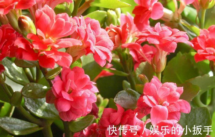 长寿花|长寿花为什么能长寿,很多朋友还不知道,看完这些就会明白