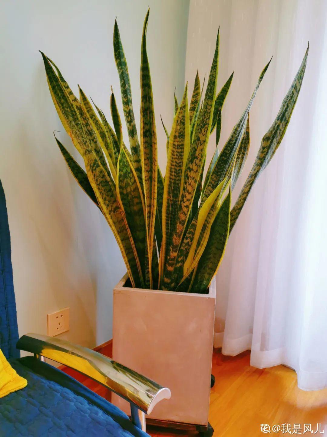 折腾不死的25种花,咋养都爆盆,家里必须养!