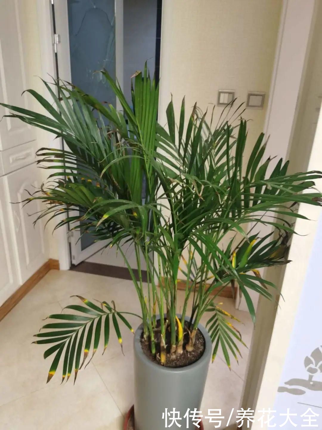 10种花越高越值钱，能长到2米，大高个霸气镇宅