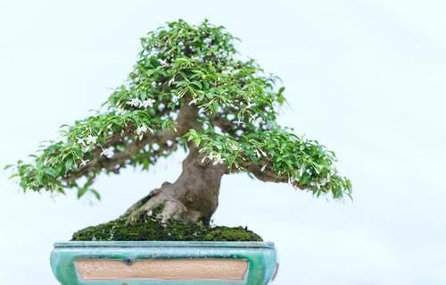 施肥|盆景都是这样被玩死的，避开日常养护中的误区，养好盆景也不难