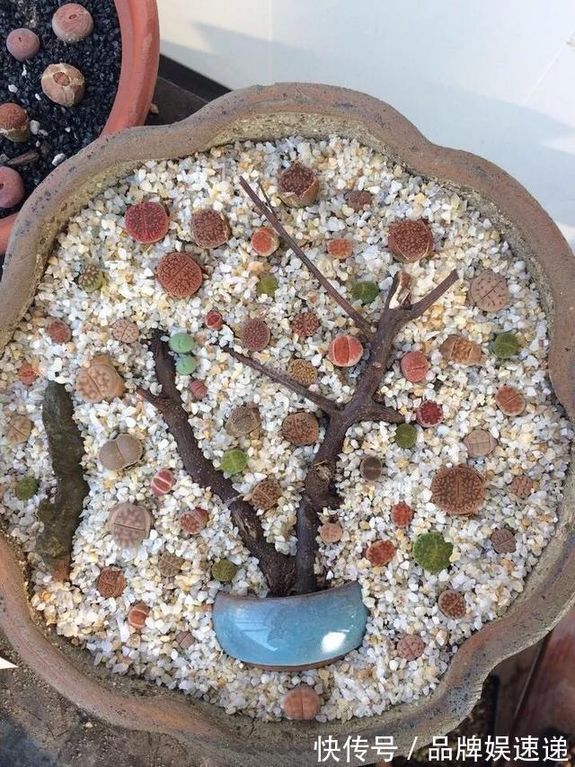 多肉拼盘玩一次就上瘾，这些创意拼法，你一定喜欢