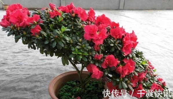 花朵|4种“劳模花”,花期365天全年不休,养在室内一整年都有花赏