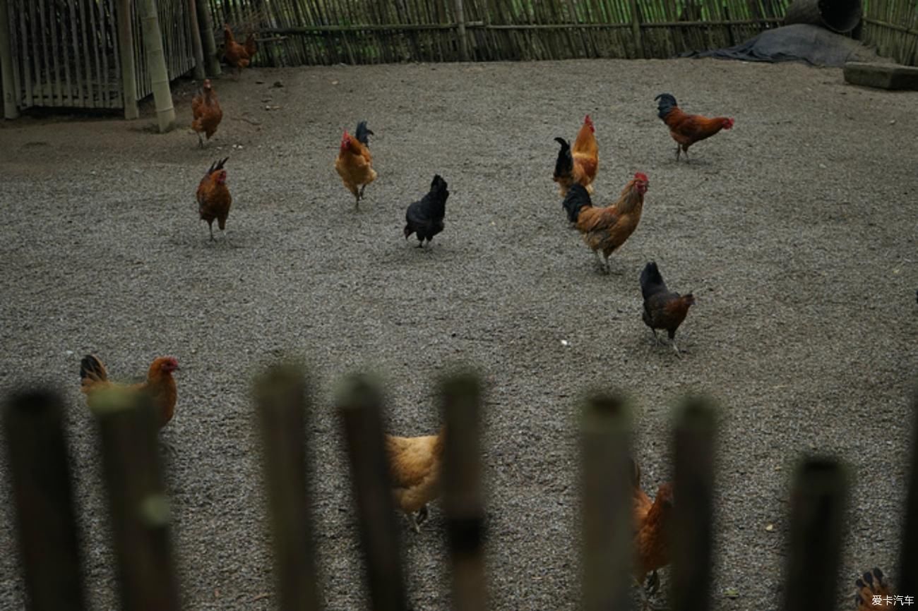 老年|入迷·秦谷