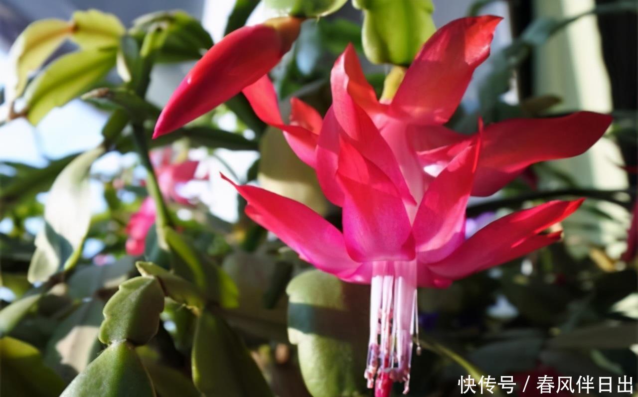 蟹爪兰复花需“虐养”，“三动作”催出一圈苞，当月开出层叠群花