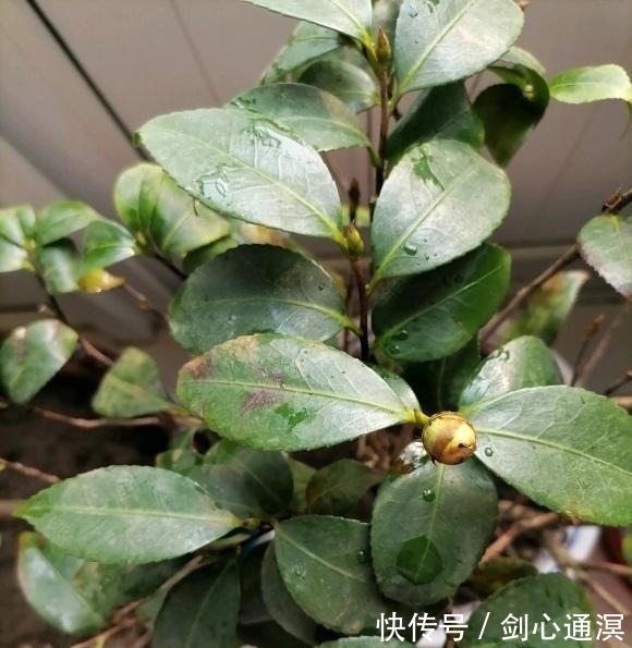 养死|山茶花买回家,总是能养死,问题不在我们,茶花本身就有问题