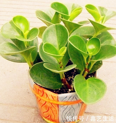 适合做室内桌面盆景，值株小巧又耐阴的几款绿值