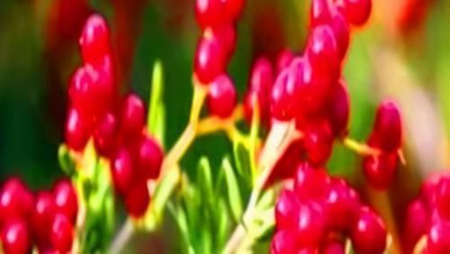 中年|养肝就是保命,3种食物,农村不起眼,城里人没吃过,能养肝护肝