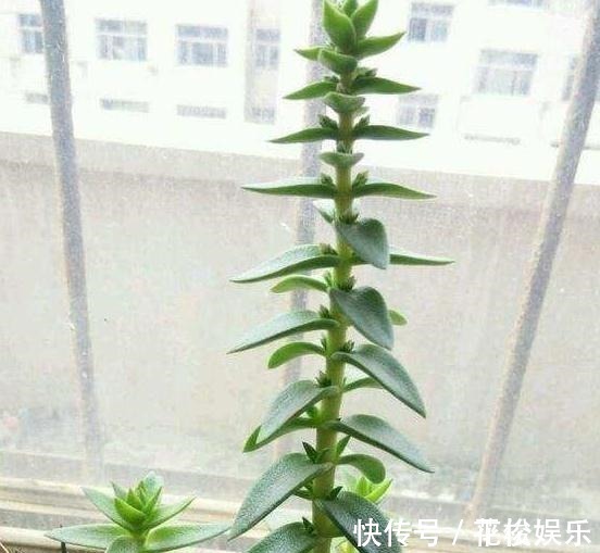 根茎|只需要一个简单的动作,就能让你徒长了的多肉变美,变胖