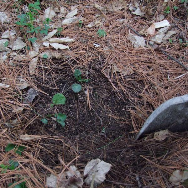 君子兰是“懒汉”，要懒养，不黄叶不烂根，年年开花多，美呆了