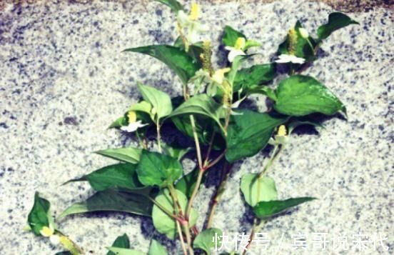 尿酸|痛风的“对手”终于找到了!原来,竟是这三样不起眼的野草