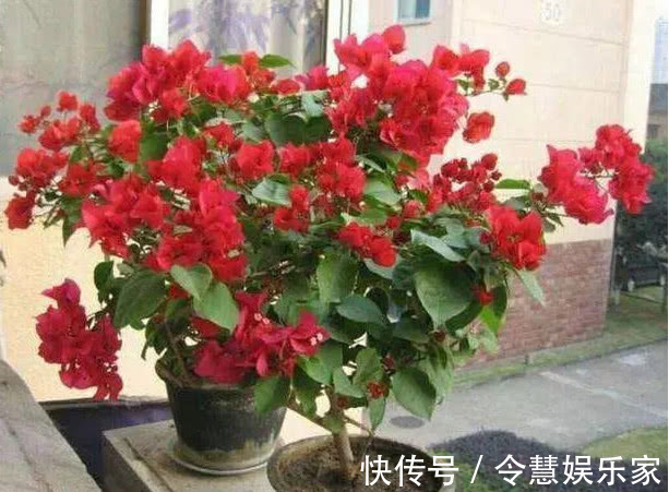 枝条|养好三角梅，学会“3个秘诀”，花团锦簇长得旺，年年开花不断！